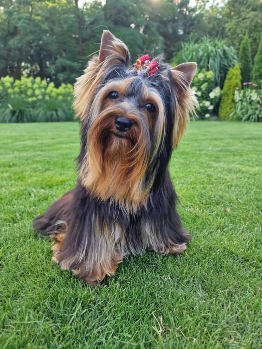 York Yorkshire Terrier piękny klasyczny York