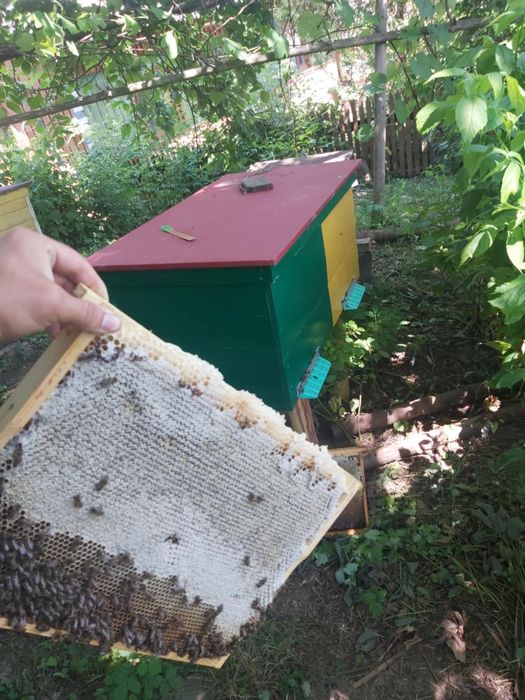 Мед гірський різно травя