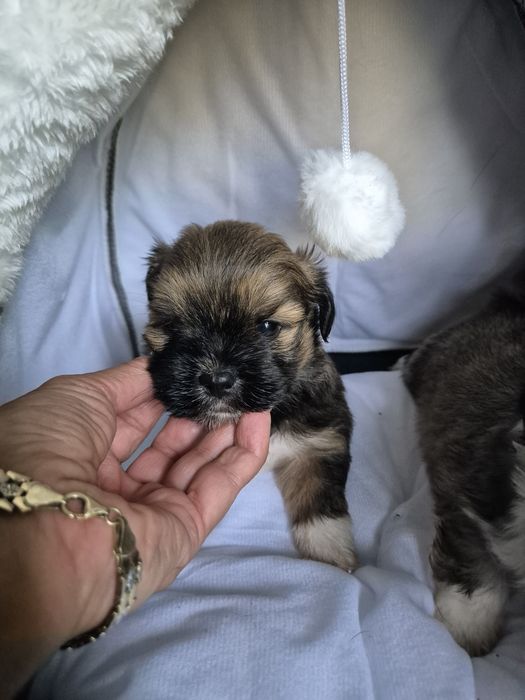 Lhasa Apso piesek