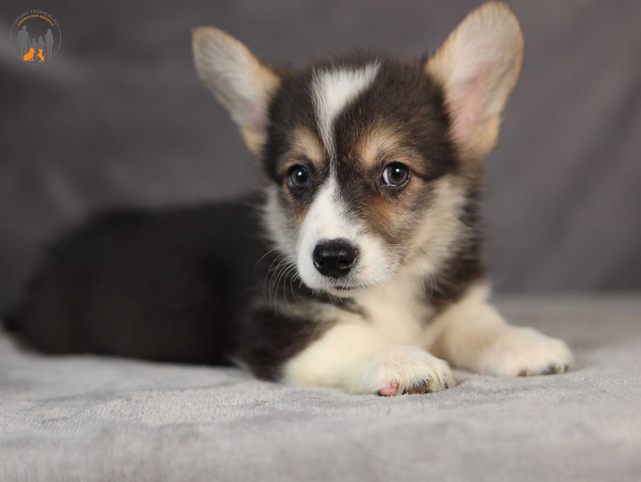 Welsh Corgi Pembroke po Championie