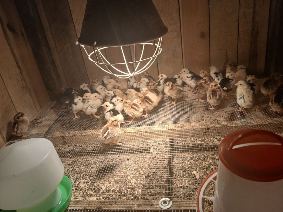 Pisklęta liliput (cwerg) perliczki indyki marans Ayam Cemani