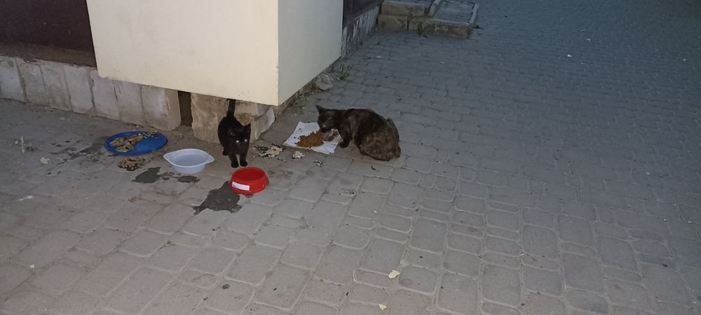 Нужен дом или передержка кошке с котятами