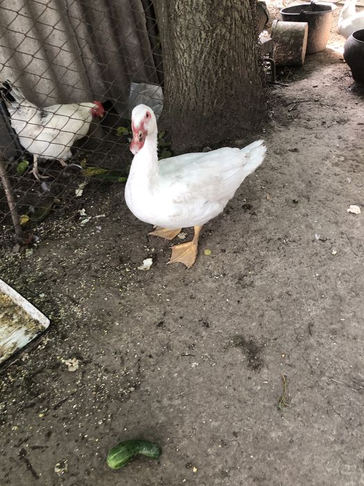 Индоутки, немецкой тяжелой породы