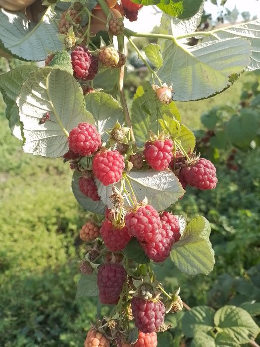 Продам саджанці малини