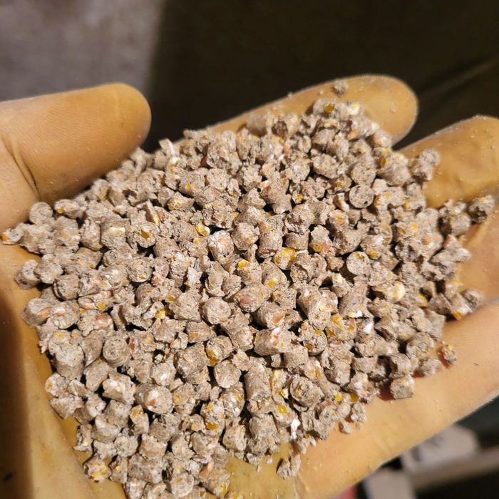 Продам домашнього бройлера