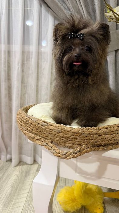 Девочка мальтипу мини 1 кг.