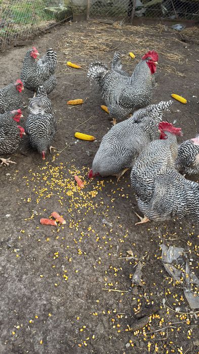 Амрокс інкубаційні яйця