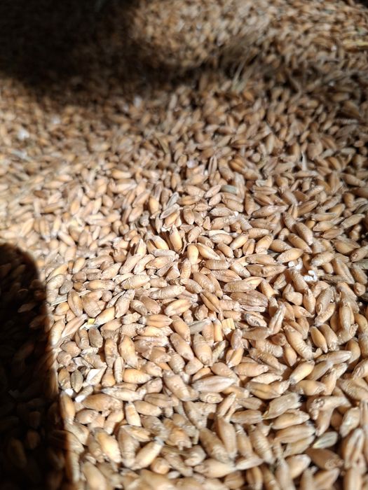 Pszenica Euforia pszenżyto Meloman Groch Batuta