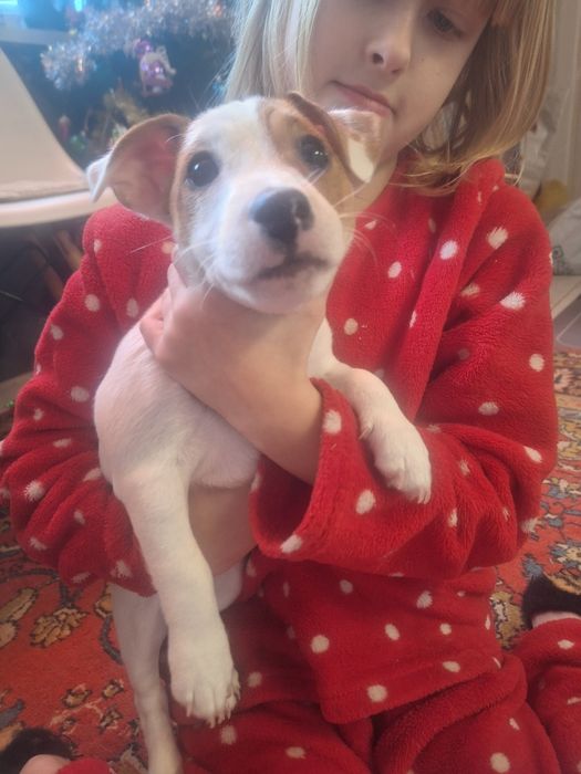 Два прекрасних цуценята Джек Рассела)))з 2ма вакцинами