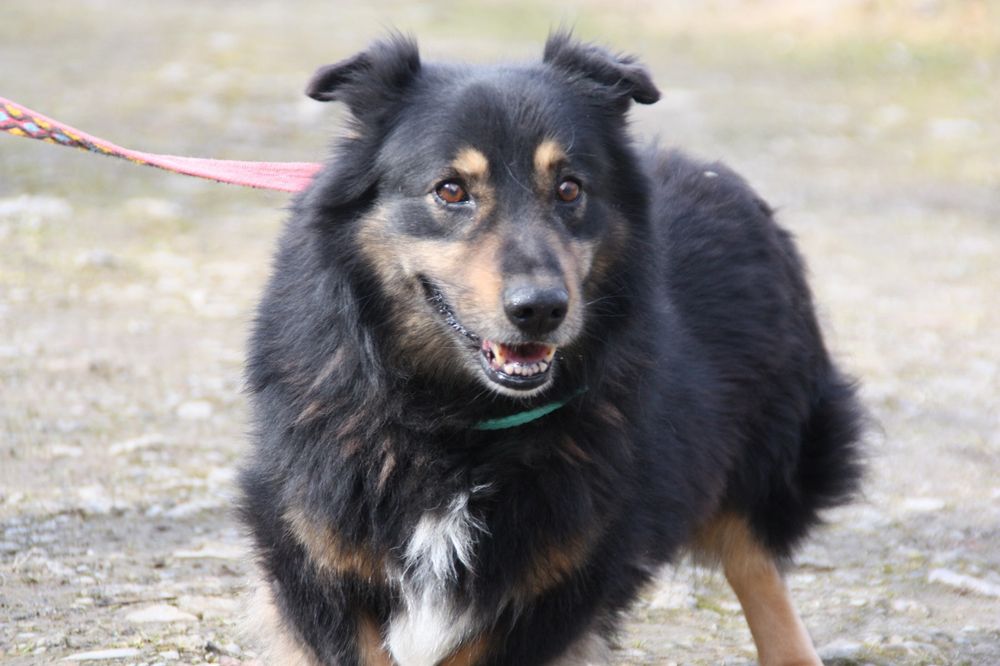 Pies Baster, oddam psa, adopcja