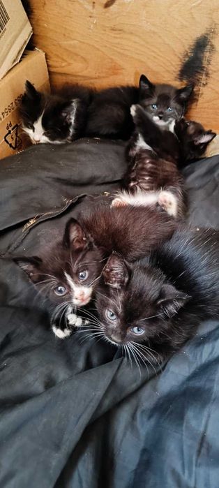Чудовий котик в пошуках родини