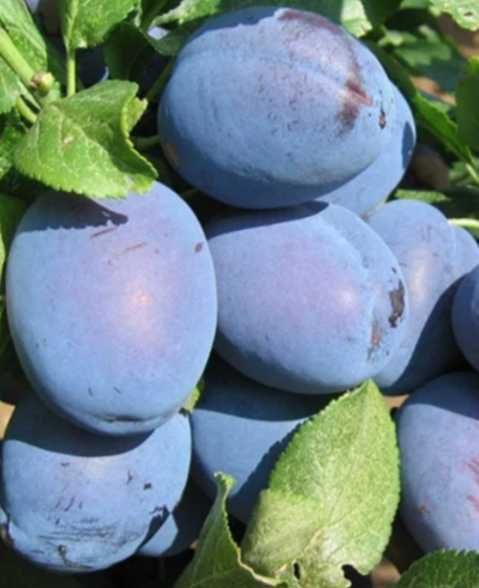 Саджанці сливи Ненька