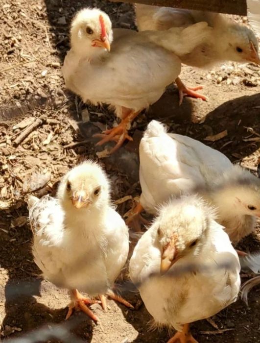 Pintos machos ou fêmeas