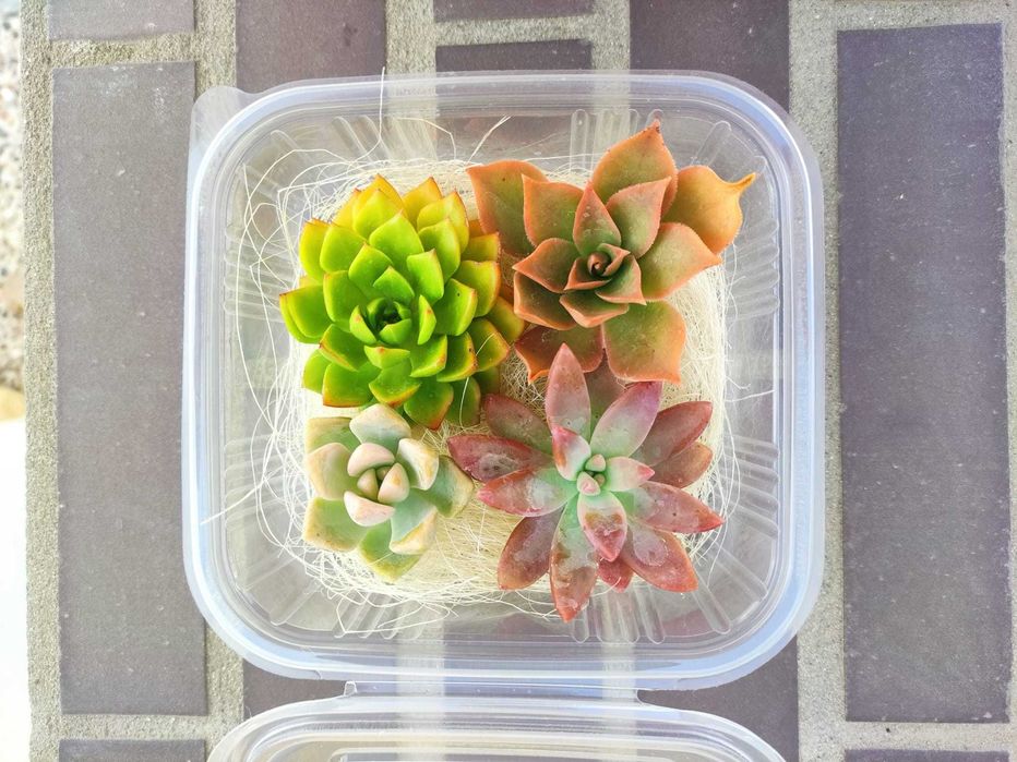 Kit de 4 suculentas em estaca