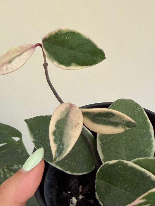 Planta Hoya Flamingo
