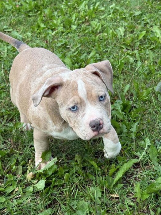 American bully piesek
