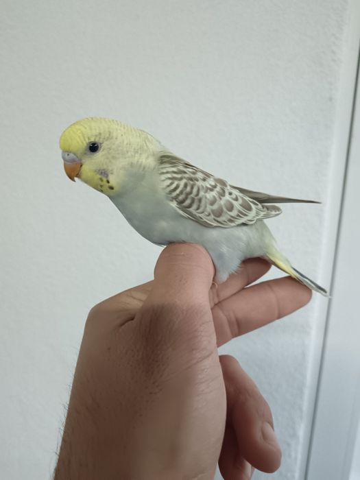 Turquoisene  pyrrhuras  piriquitos domésticados