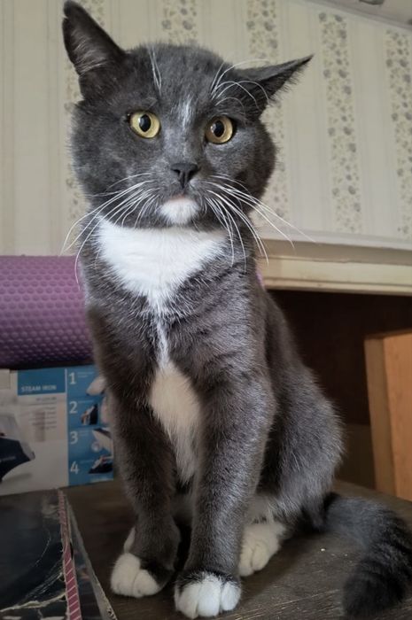 Новогоднее чудо для Локи - 4 года, кастрирован