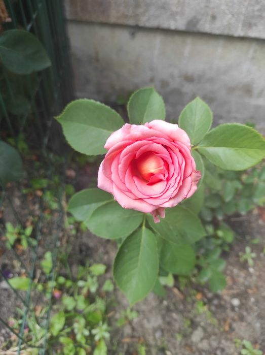Продам два куща роз