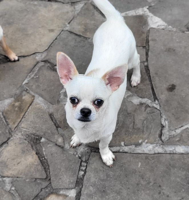 Благородный принц чихуахуа Руслан