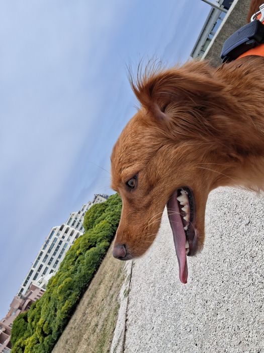 Cadela para adoção responsável