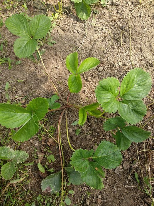 Truskawki 25 sadzonek