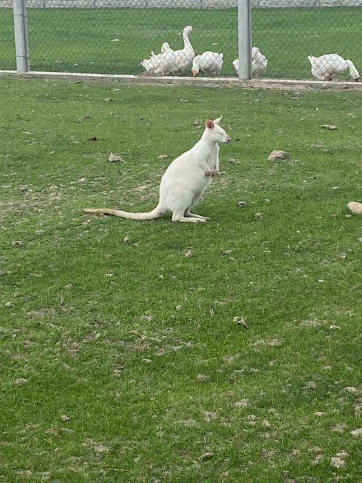 Biały samiec kangura wallaby benetta