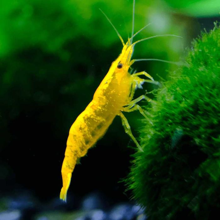 Neocaridina yellow - krewetka yellow/żółta