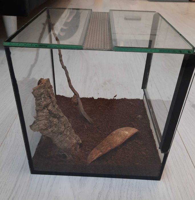 Ptasznik - pterinochilus murinus usambara + terrarium
