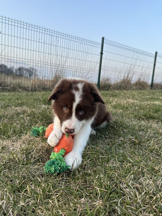 Border Collie czekoladowy piesek, ZKwP FCI