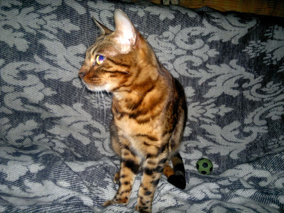 Чистокровна бенгальська в шикарному BENn24