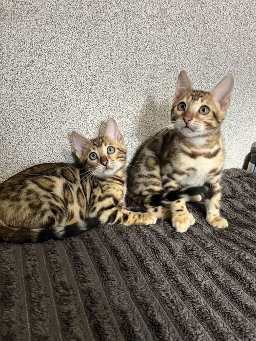 Бенгальські кошенята