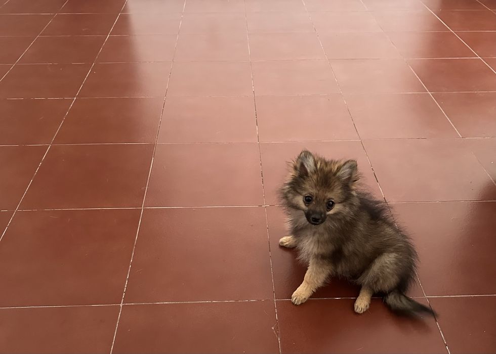 Spitz alemã anã fêmea