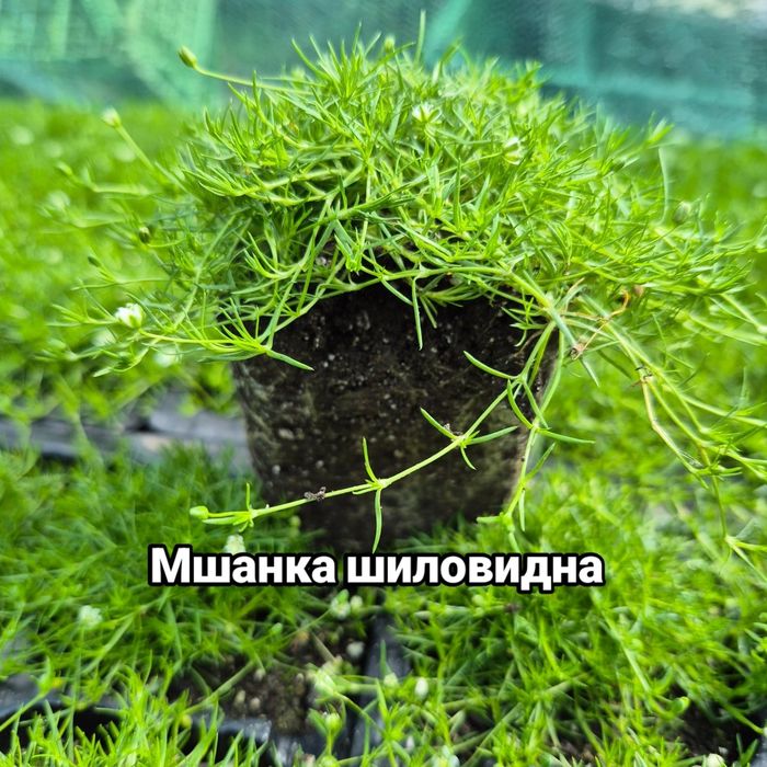Мшанка шиловидна Ірландський мох