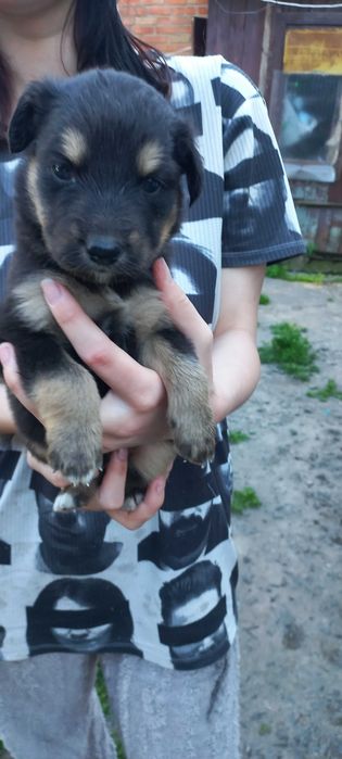 Віддам собаченнят