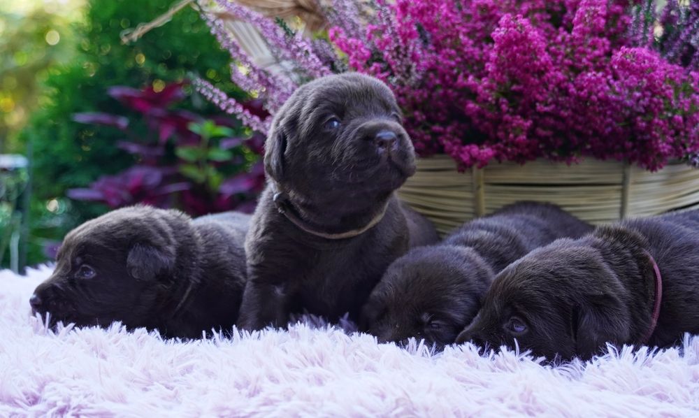 Labrador retriever-czekoladowa suczka ZKwP/ FCI