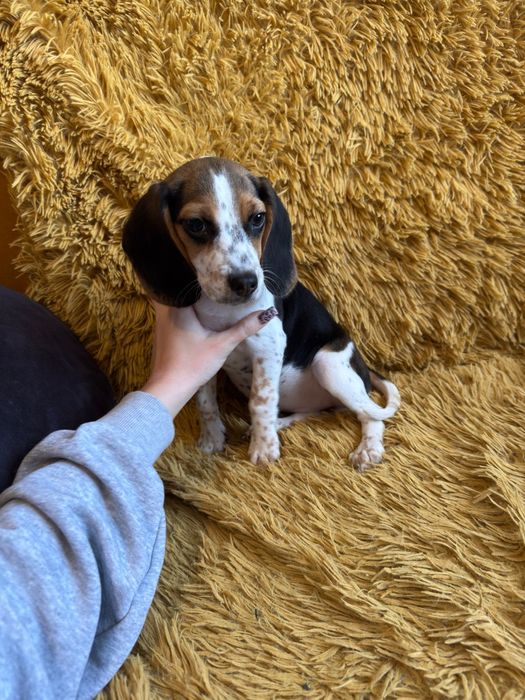 Suczka Beagle do odbioru