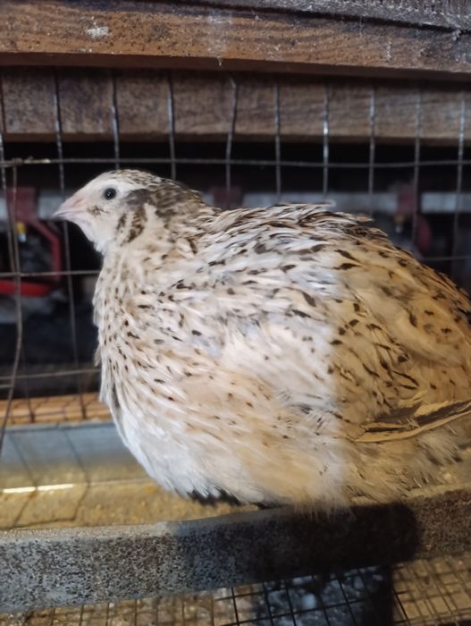 Перепілка несушка техас,фенікс.