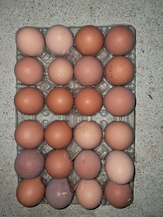 Ovos caseiros fresquinhos