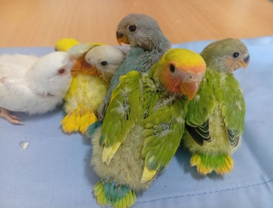 Agapornis roseicolis, criados à mão. Muito meigos.