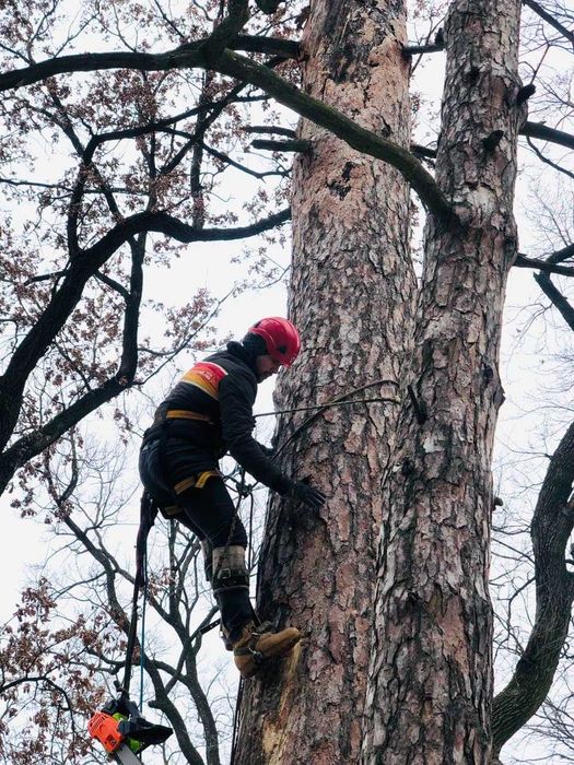 Спилить дерево. Убрать ветки, Попилить на чурки