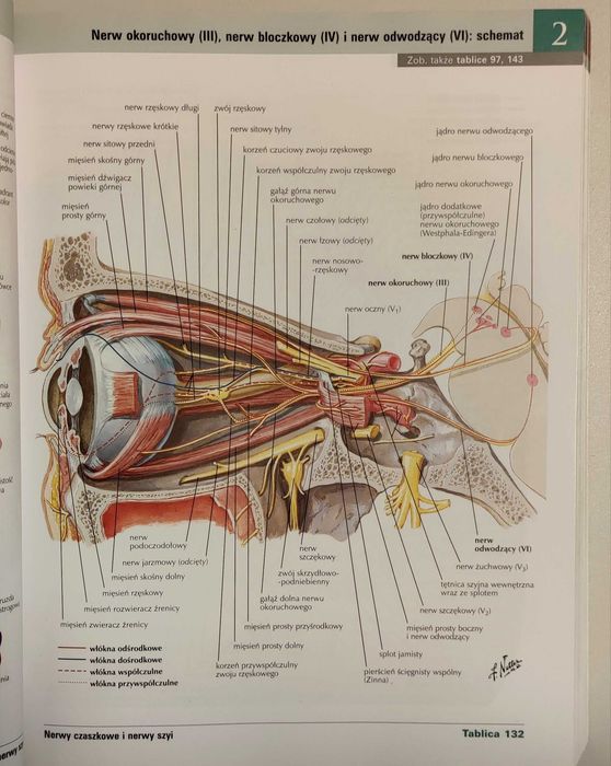 Atlas anatomiczny Netter