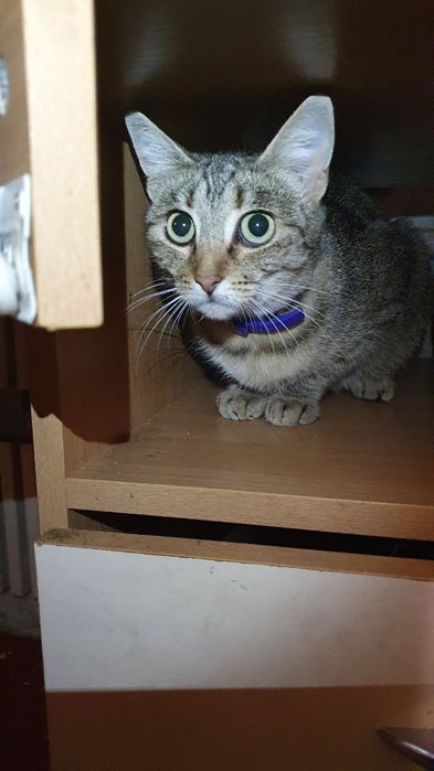 Шукає дім молода, стерильна, оброблена від паразитів