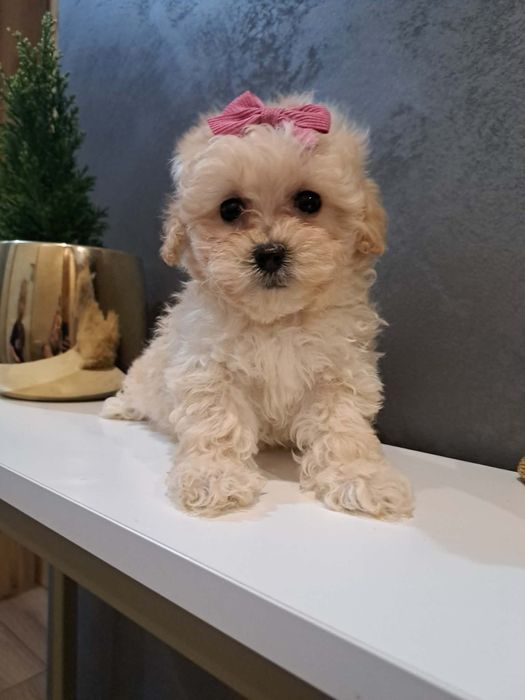 śliczna  dziewczynka maltipoo