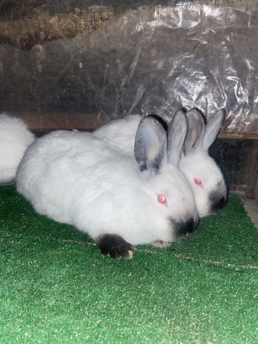 Самці каліфорнія