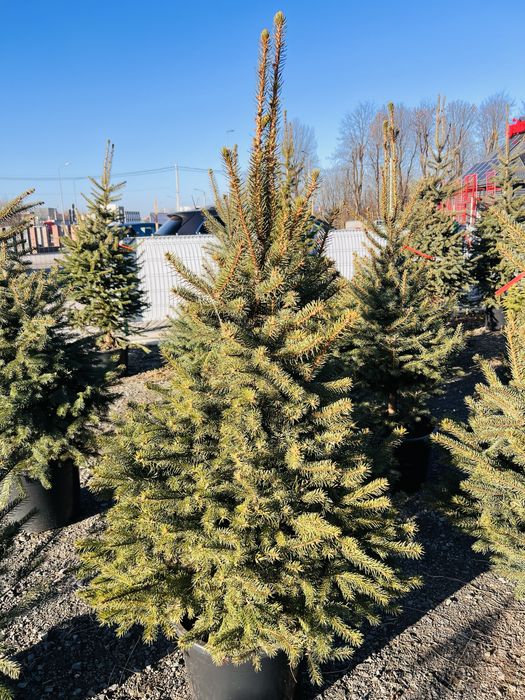 Ялинка в горщику Ялинка жива