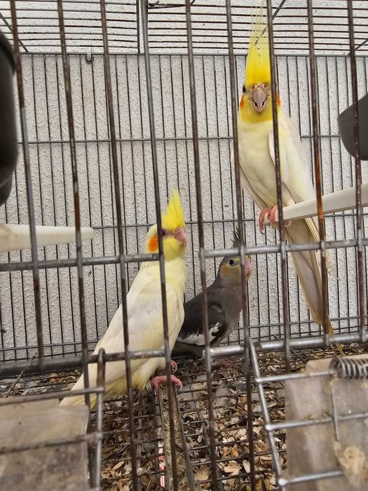 Caturra nova anilhada