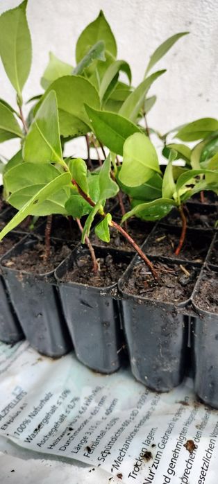 Camélia Japoneira replantar