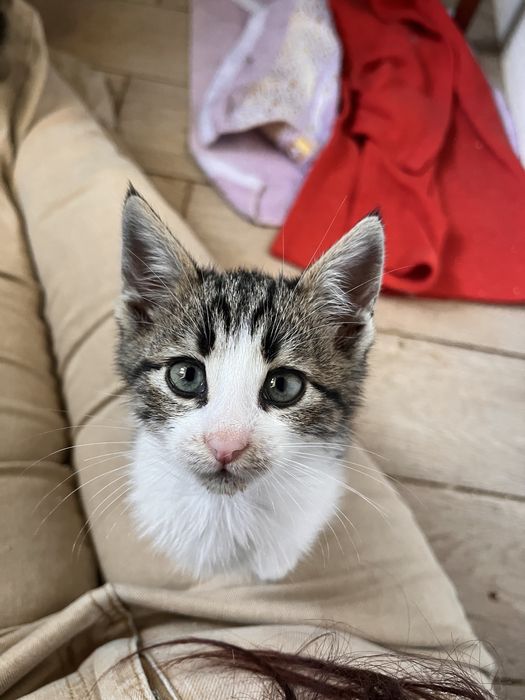 котенок мальчик 1,5-2 мес