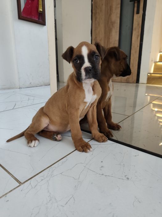 Bokser z Rodowodem gotowe do odbioru